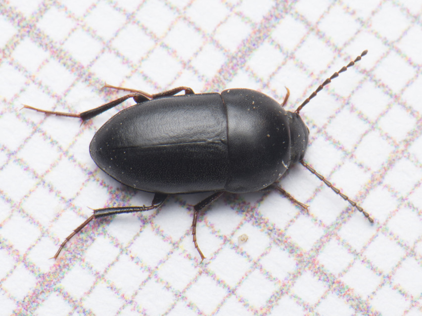 Crypticus quisquilius - fürge gyászbogár