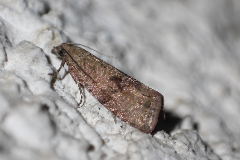 Celypha striana - pitypangfúró tükrösmoly