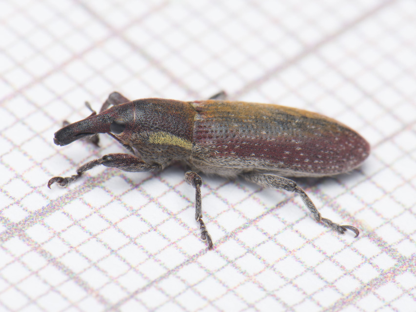 Lixus vilis - gémorr-dudvabarkó