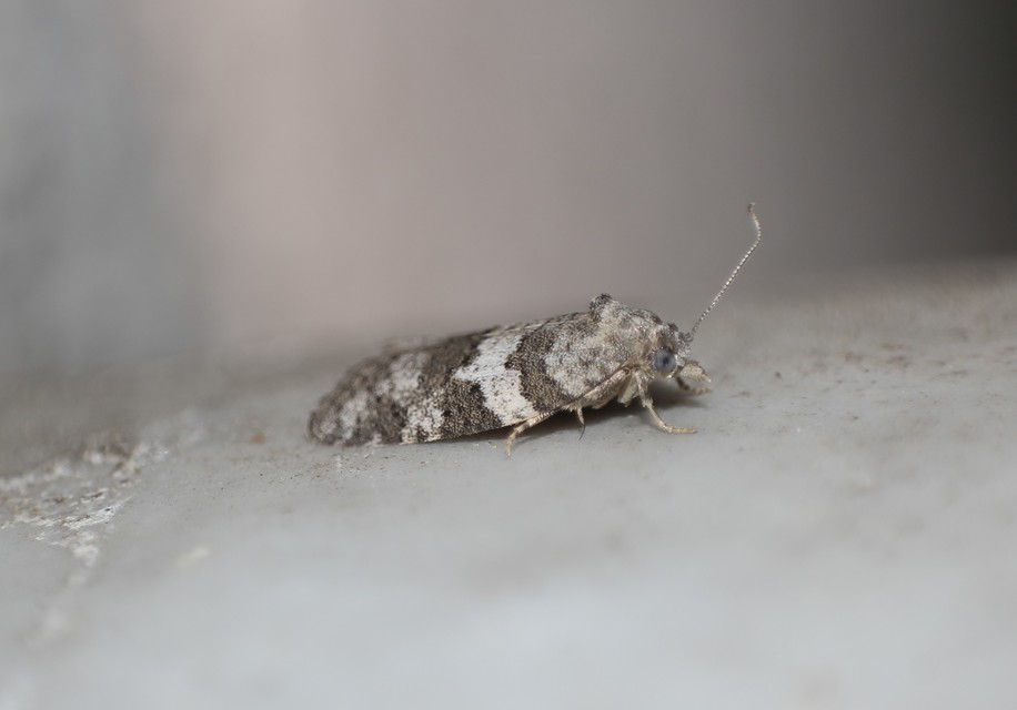 Cnephasia