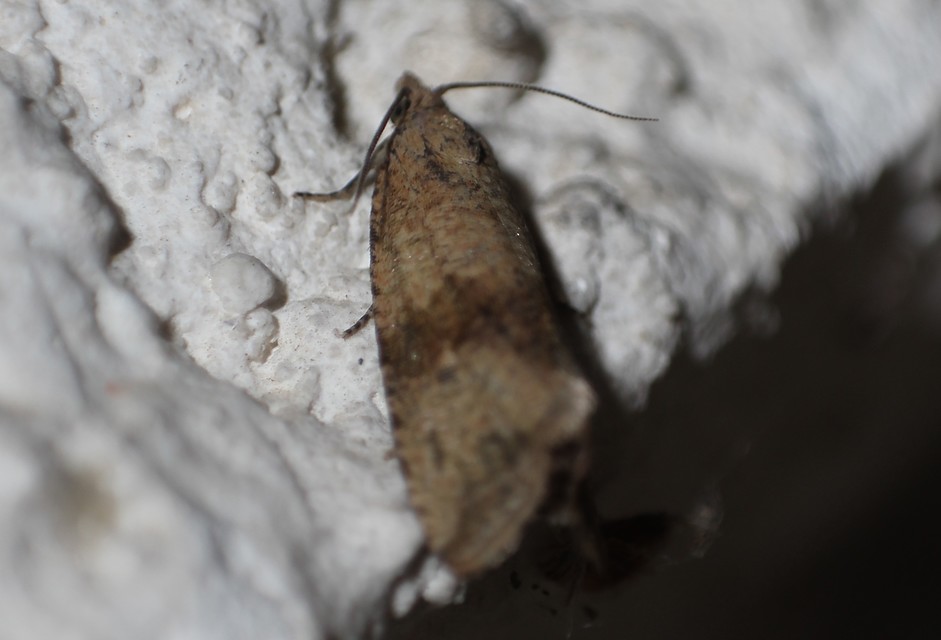 Celypha striana - pitypangfúró tükrösmoly