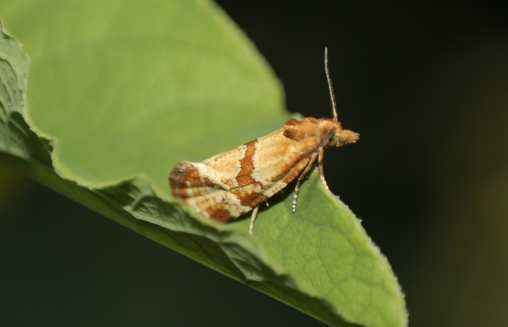 Aethes hartmanniana - ördögszem-fúrómoly
