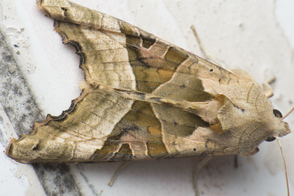 Phlogophora meticulosa - vándorló csipkésbagoly