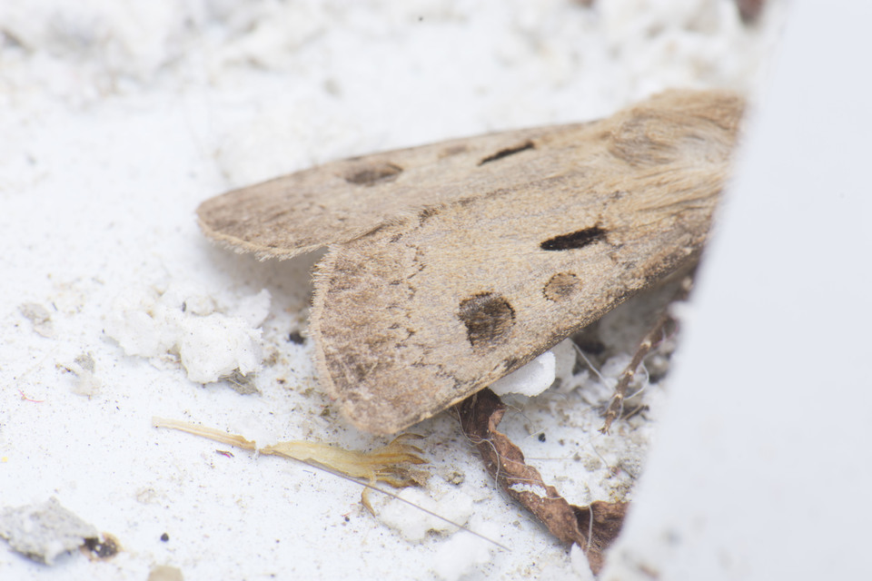 Agrotis exclamationis - felkiáltójeles földibagoly