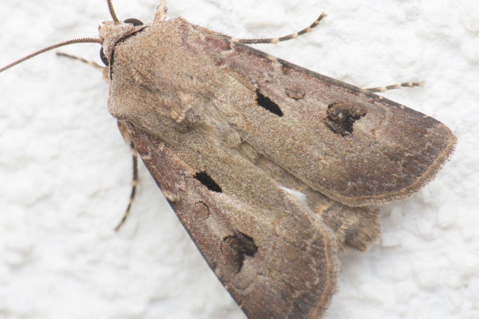 Agrotis exclamationis - felkiáltójeles földibagoly