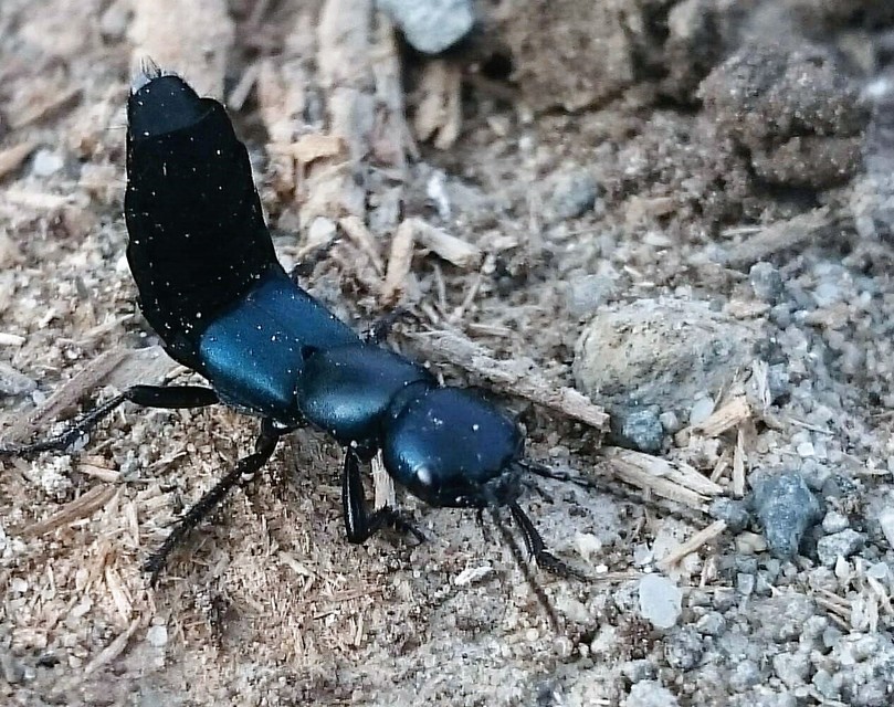Ocypus ophthalmicus - kék holyva