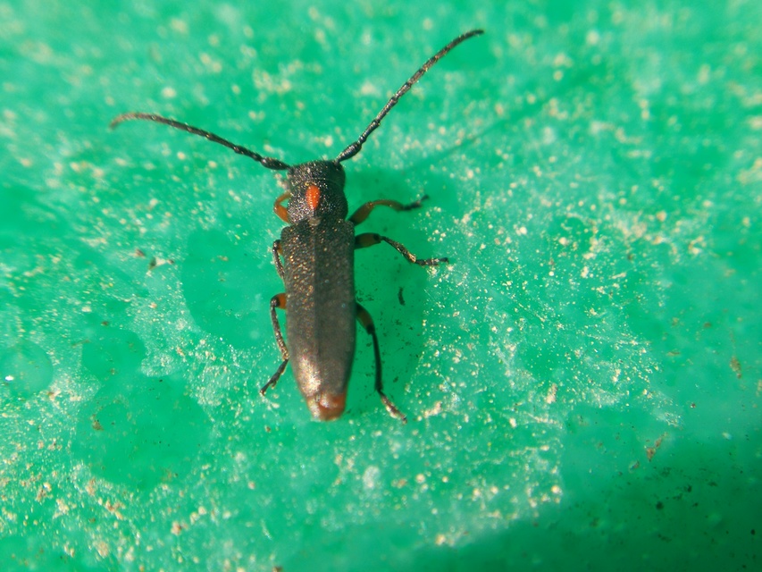 Phytoecia pustulata - parányi fűcincér