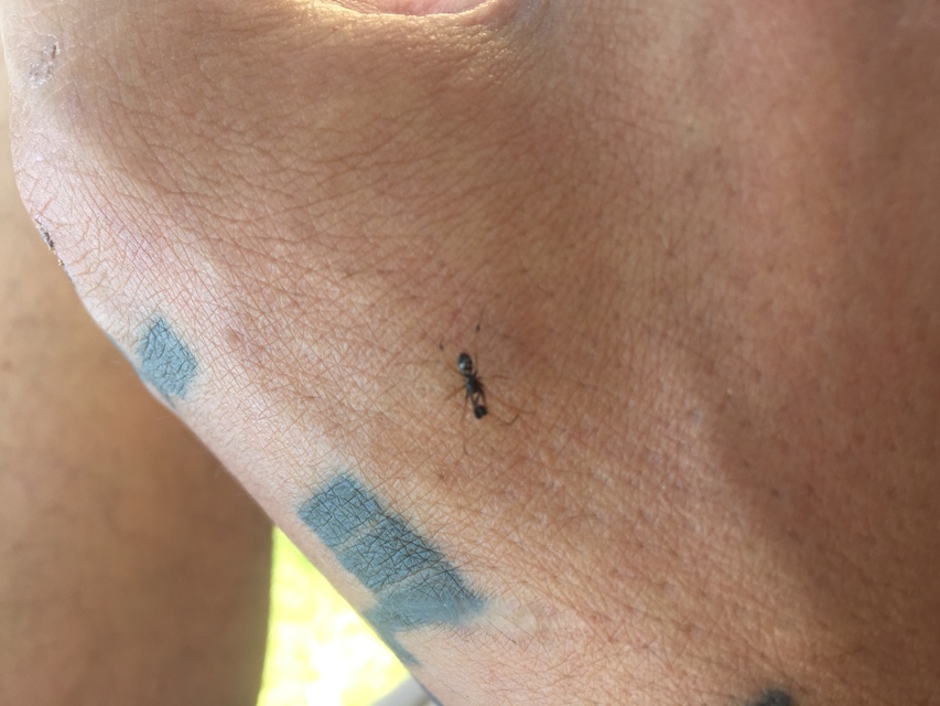 Linyphiidae - vitorláspókok
