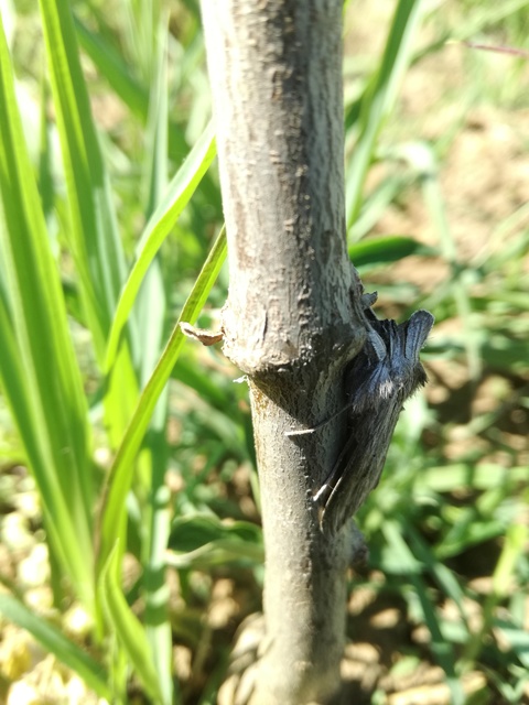 Cucullia