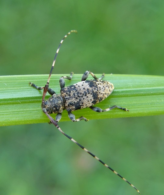 Leiopus nebulosus - öves gesztcincér