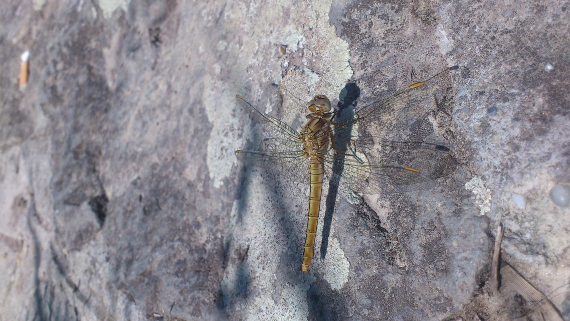 Orthetrum brunneum - pataki pásztorszitakötő