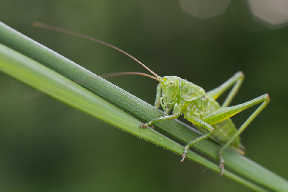 Tettigonia