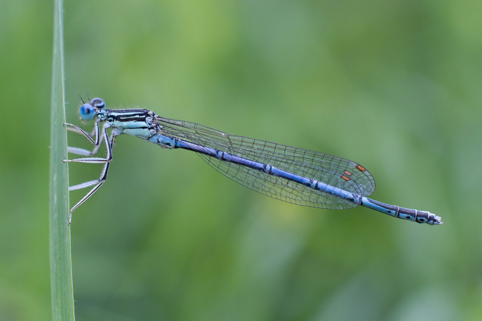 Platycnemis pennipes - széleslábú szitakötő