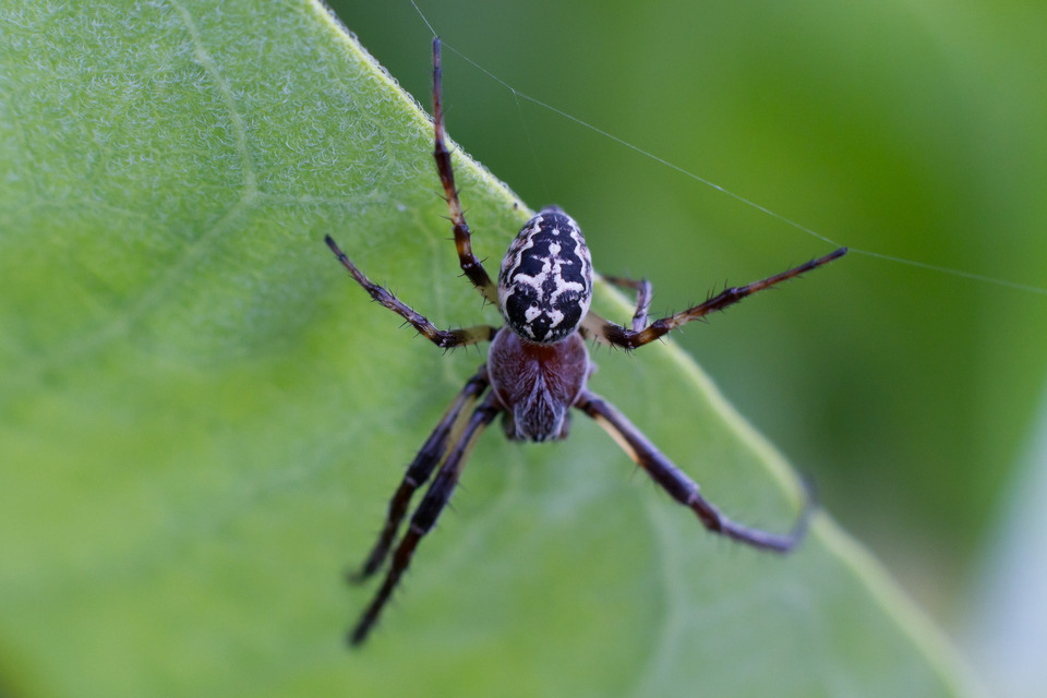 Larinioides