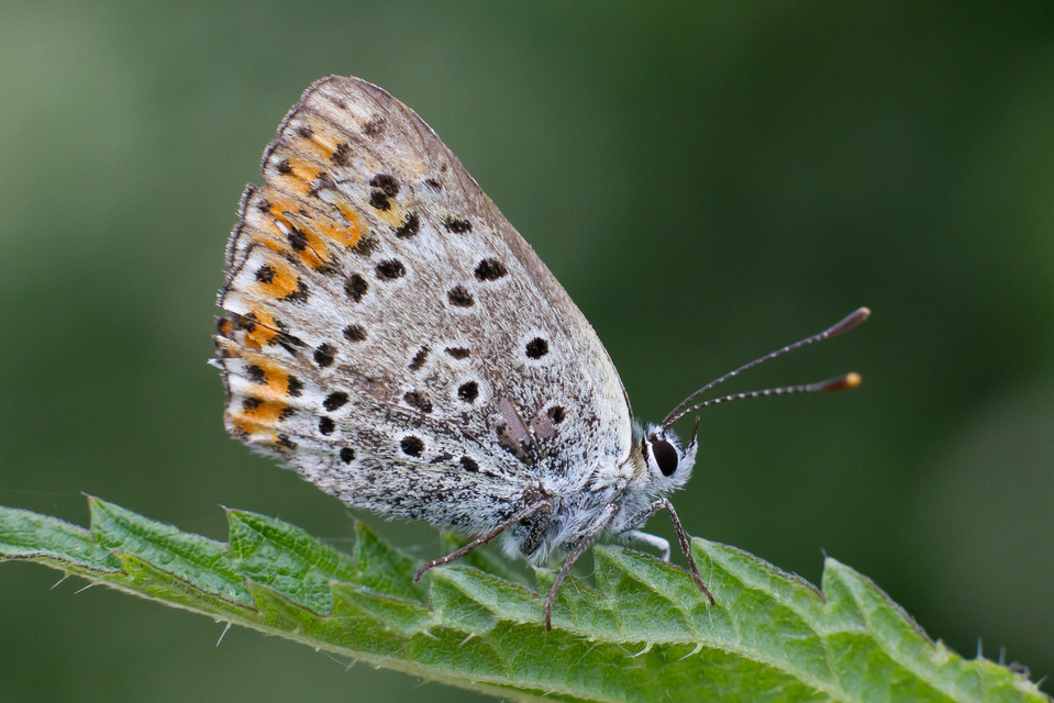 Lycaena tityrus - barna tűzlepke
