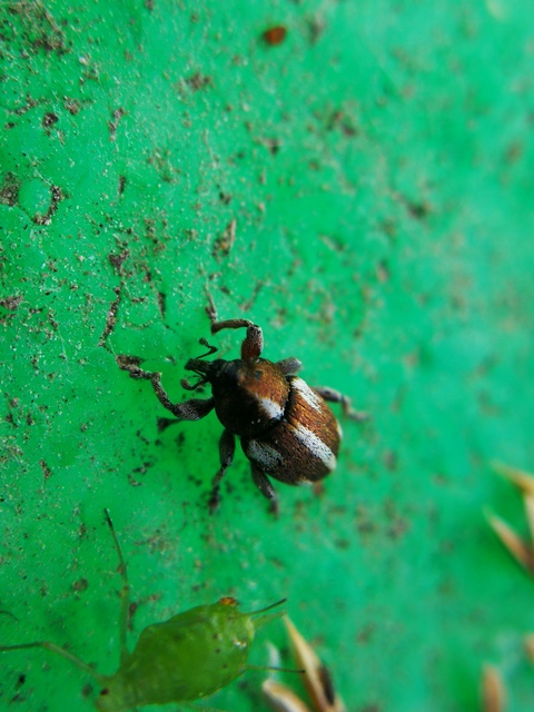 Tychius quinquepunctatus - borsó-tímárormányos