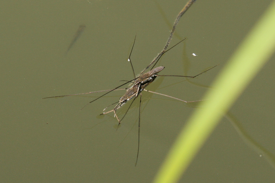 Gerridae - molnárpoloskák