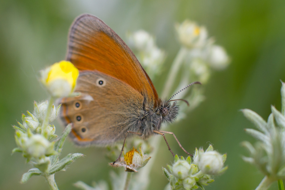 Coenonympha glycerion - közönséges szénalepke