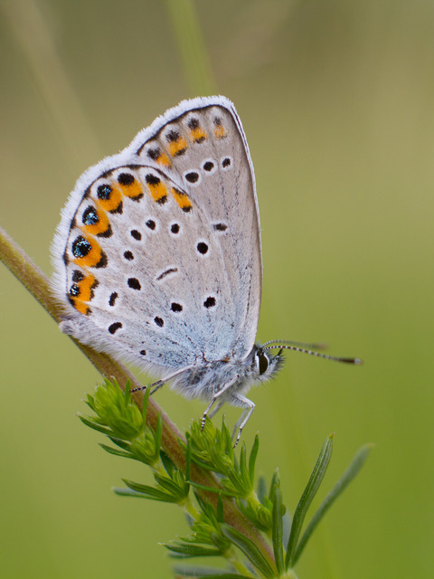 Plebejus argyrognomon - tintakék boglárka