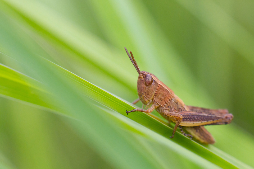 Chorthippus (Chorthippus) (subgenus)