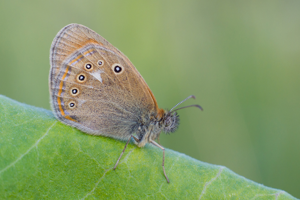 Coenonympha glycerion - közönséges szénalepke