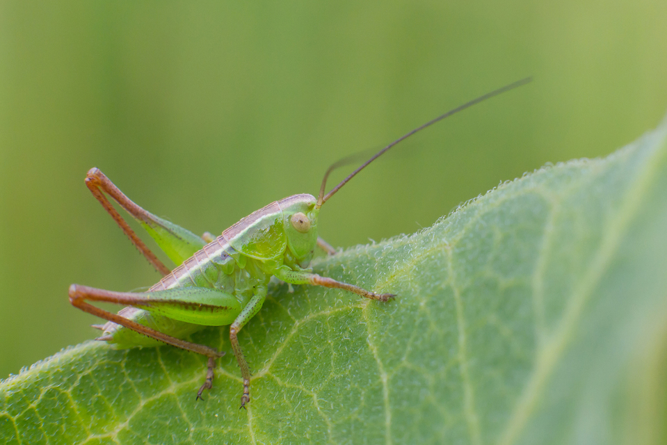 Bicolorana bicolor - halványzöld rétiszöcske
