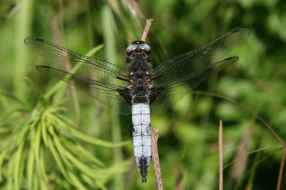 Libellula fulva - kisfoltos laposacsa