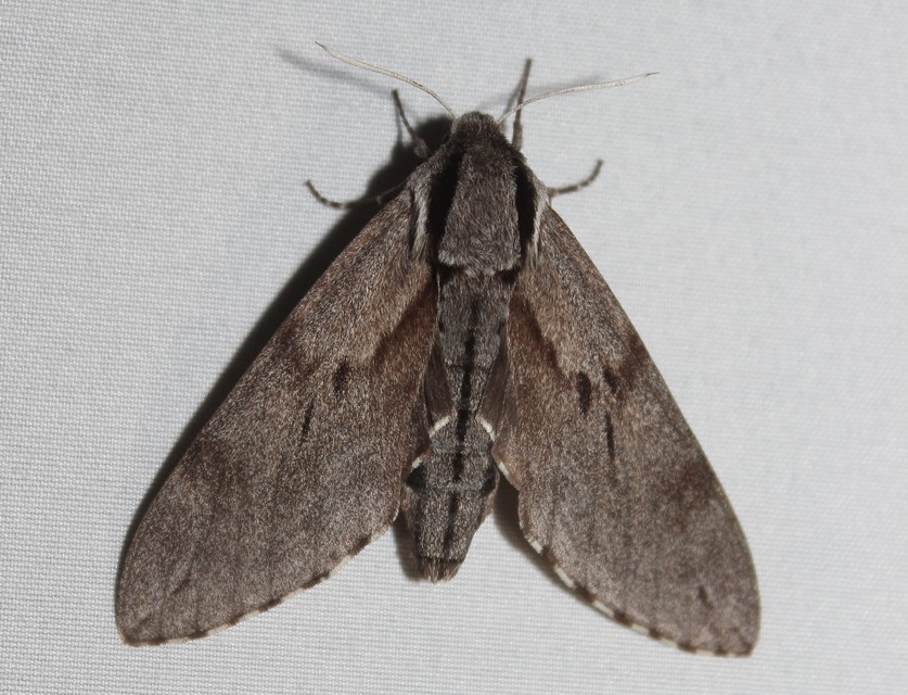 Hyloicus pinastri - fenyőszender