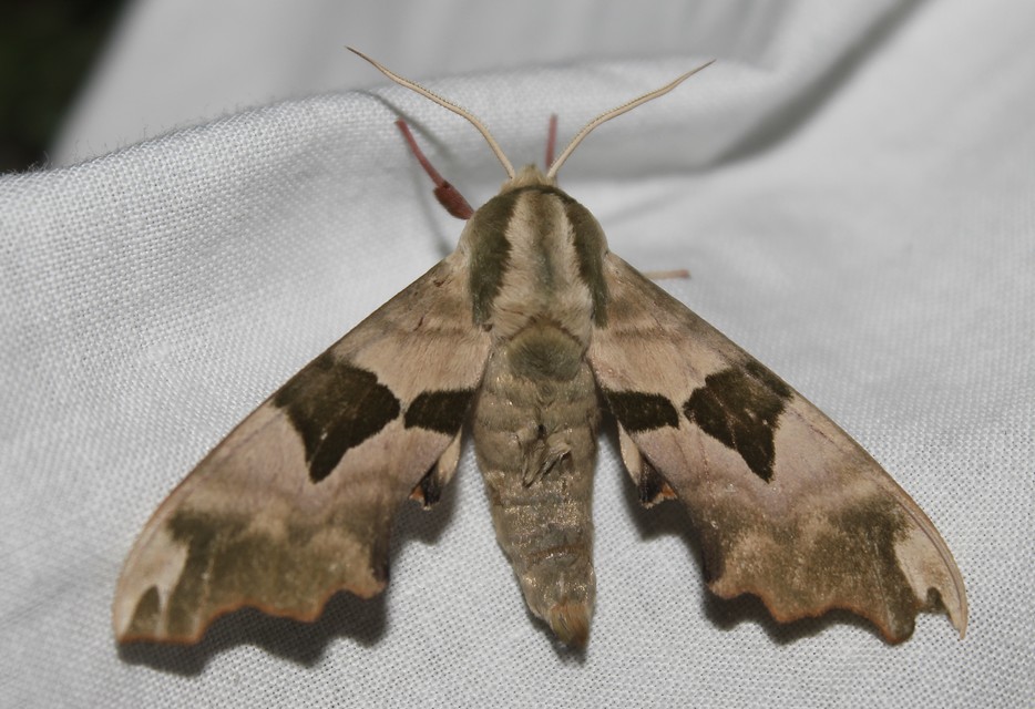 Mimas tiliae - hársfaszender