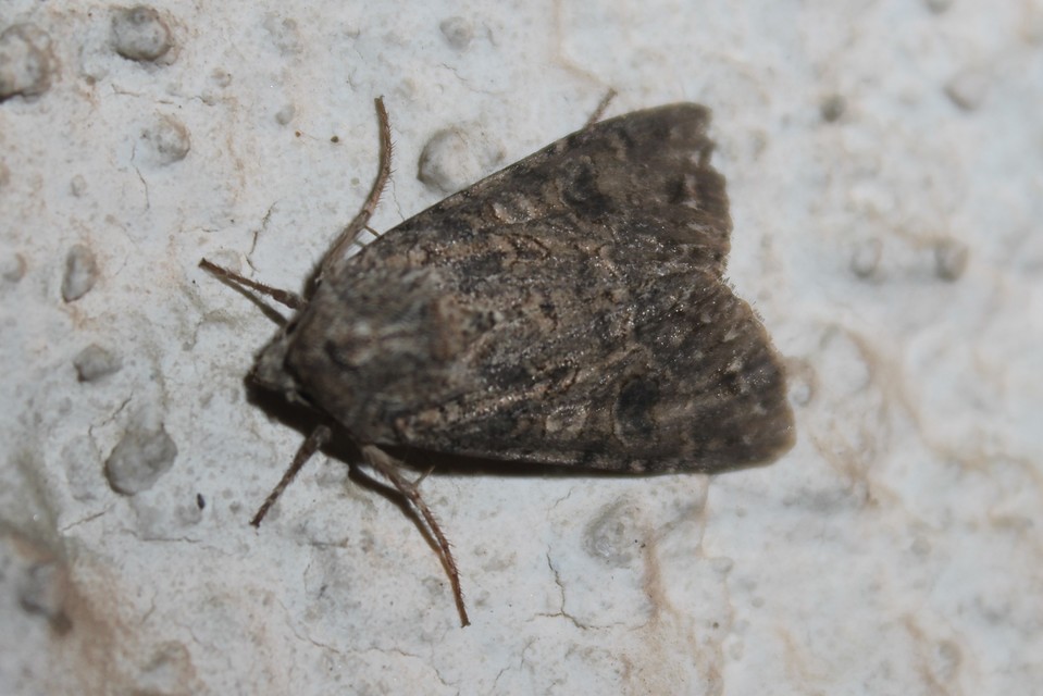 Hadula trifolii - lóherebagoly