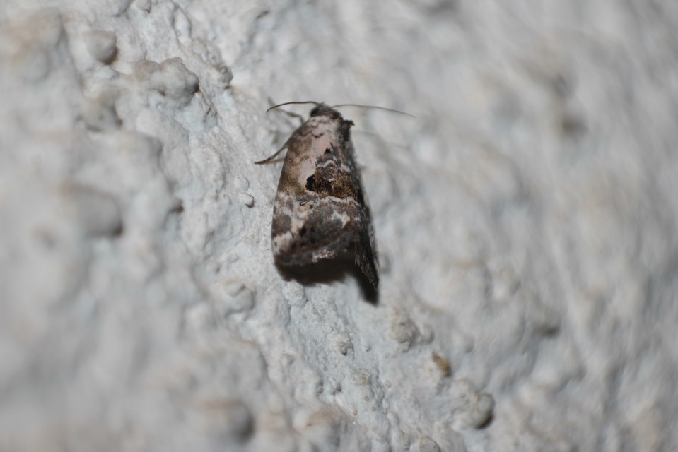 Hapalotis venustula - rózsaszínű mázasbagoly