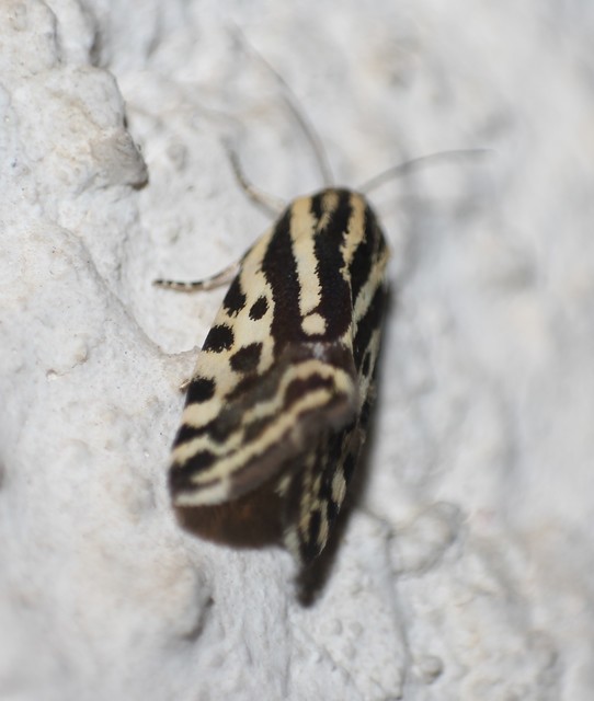 Emmelia trabealis - zebrabagoly