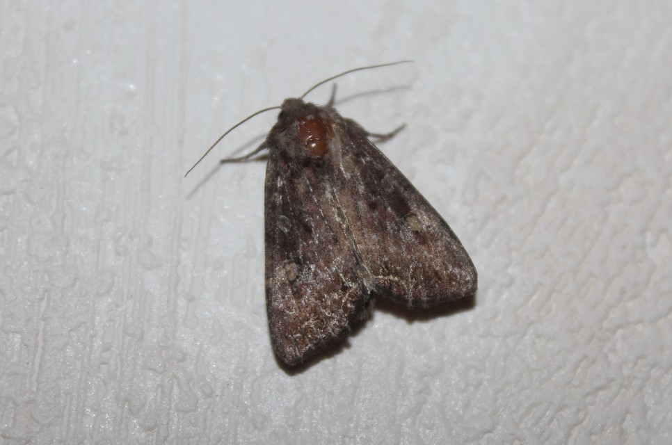 Lacanobia oleracea - saláta-kertibagoly