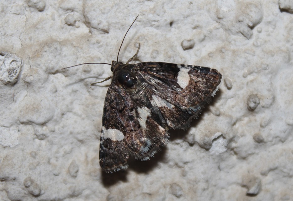 Tyta luctuosa - fekete nappalibagoly