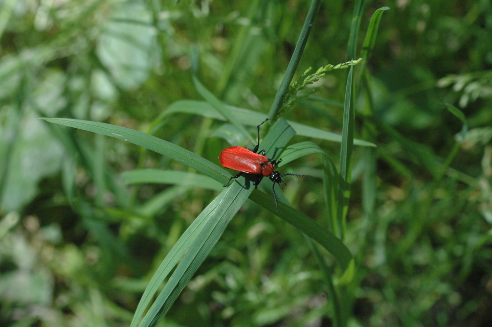 Pyrochroa coccinea - nagy bíborbogár