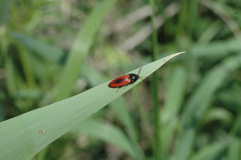 Ampedus sanguinolentus - középfoltos pattanó