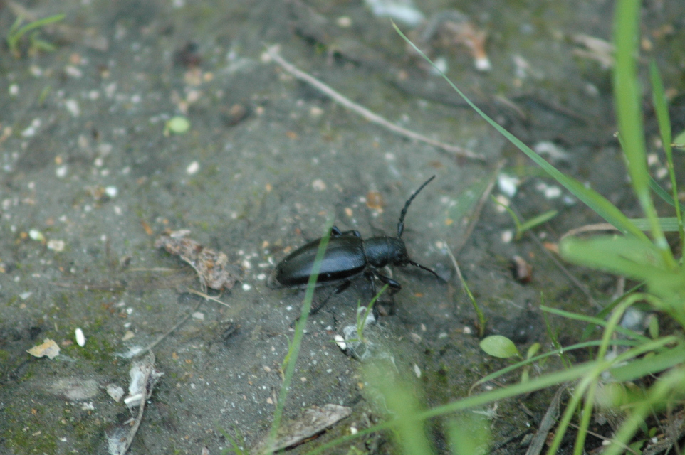 Dorcadion aethiops - fekete gyalogcincér