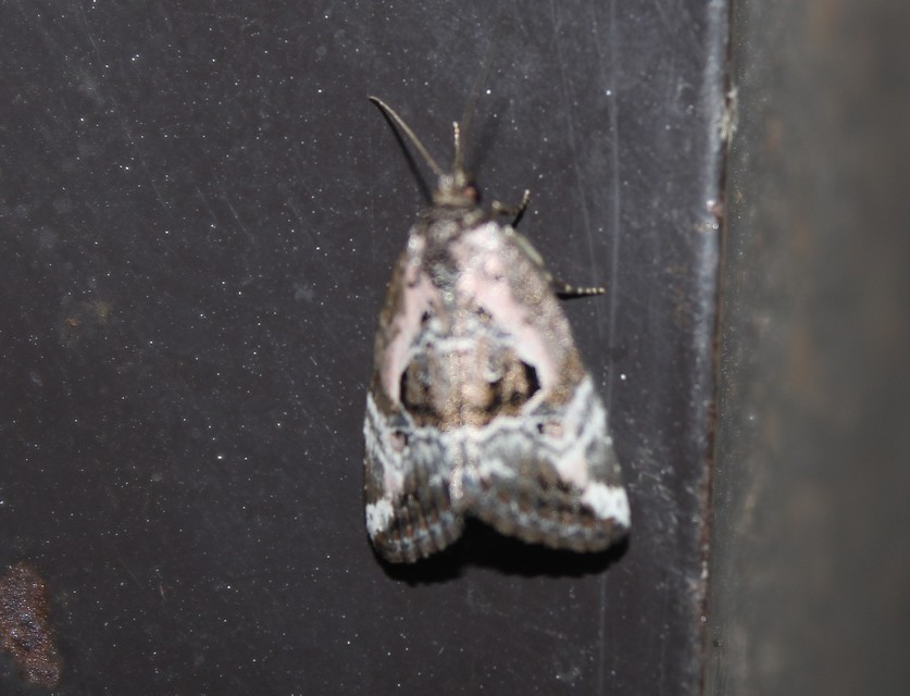 Hapalotis venustula - rózsaszínű mázasbagoly