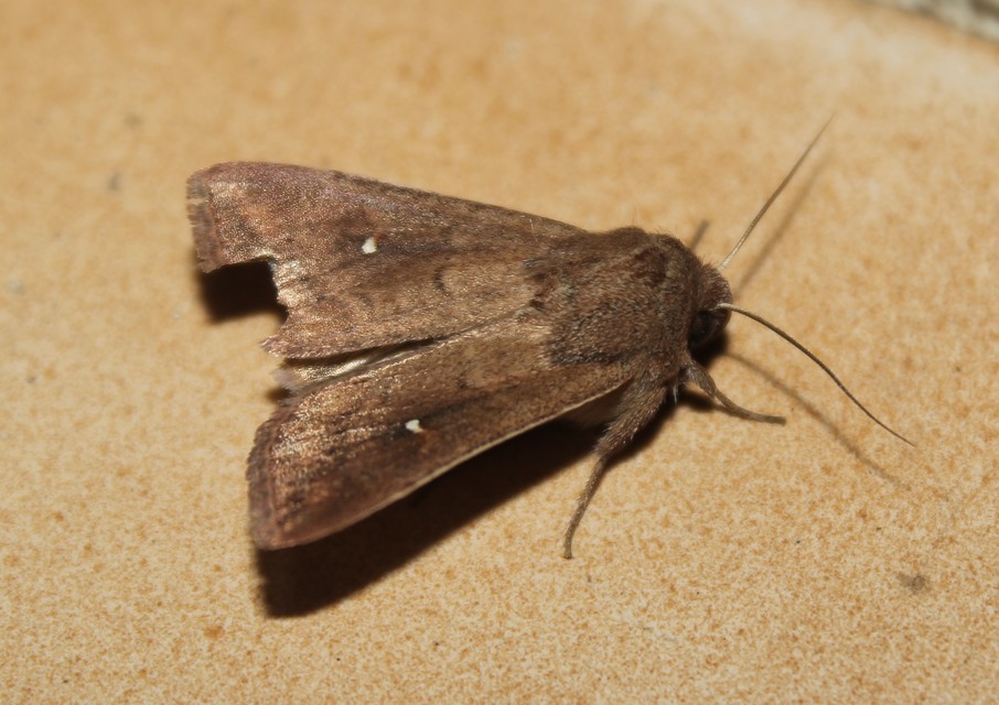 Mythimna albipuncta - fehérpettyes rétibagoly