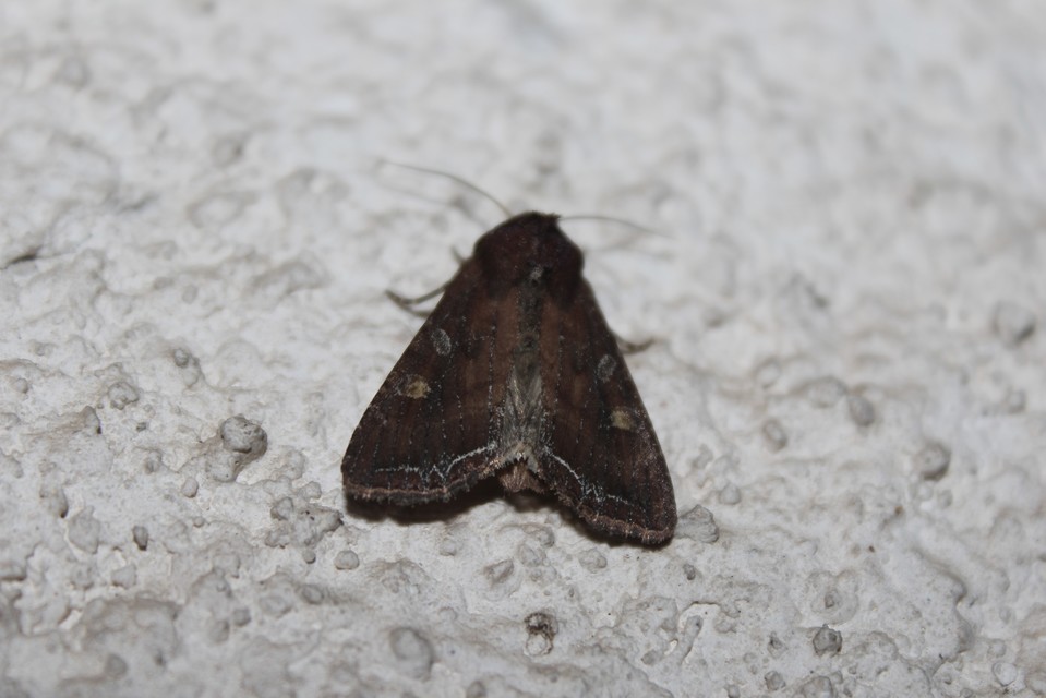 Lacanobia oleracea - saláta-kertibagoly