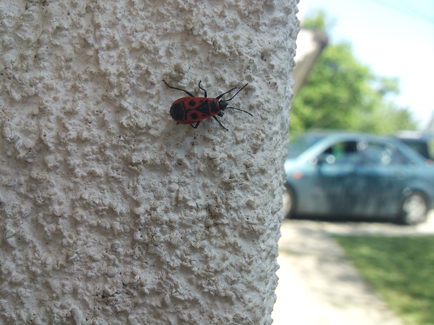 Pyrrhocoris apterus - verőköltő poloska