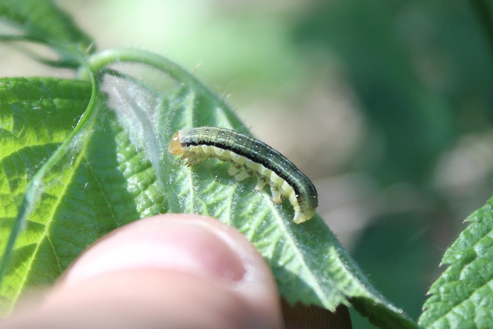 Orthosia gracilis - karcsú barkabagoly