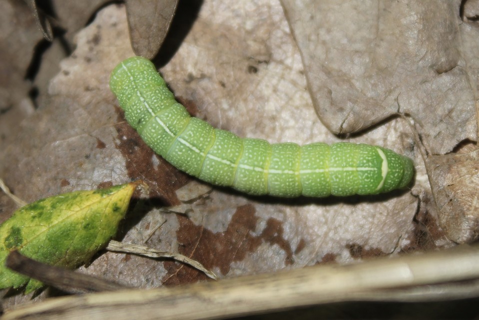 Orthosia cerasi - közepes barkabagoly