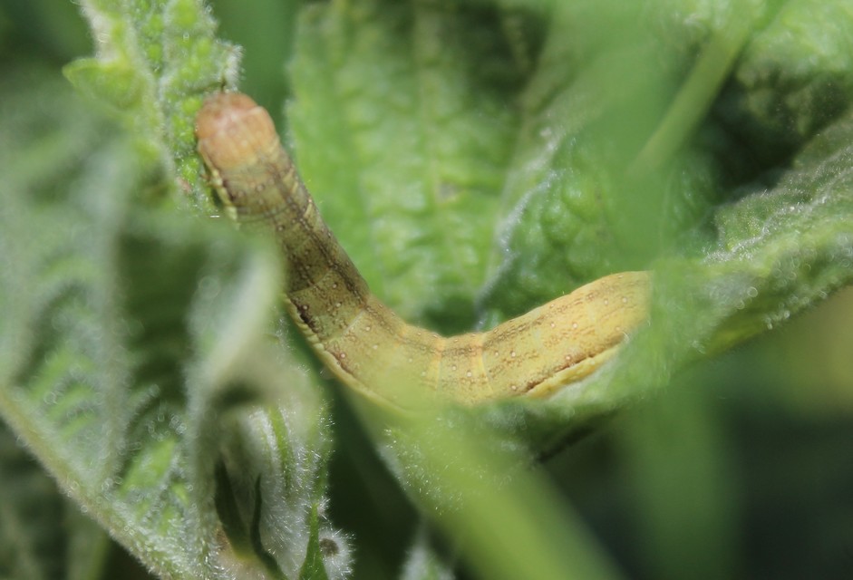 Orthosia gracilis - karcsú barkabagoly