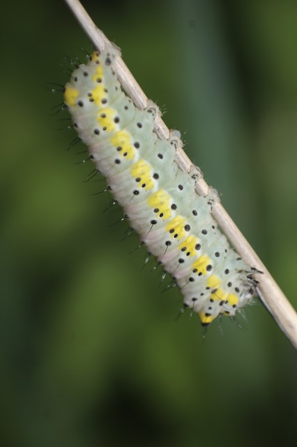 Diloba caeruleocephala - őszi kékesbagoly