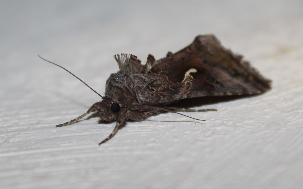 Autographa gamma - gammalepke