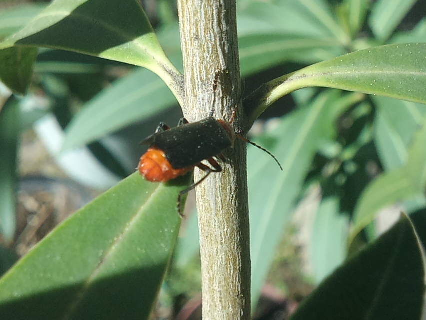 Cantharis rustica - suszterbogár