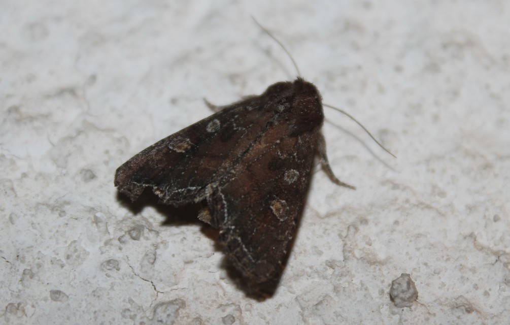 Lacanobia oleracea - saláta-kertibagoly