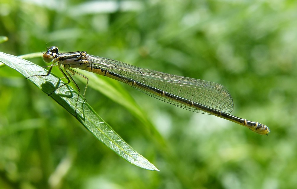 Coenagrion puella - azúrkék légivadász