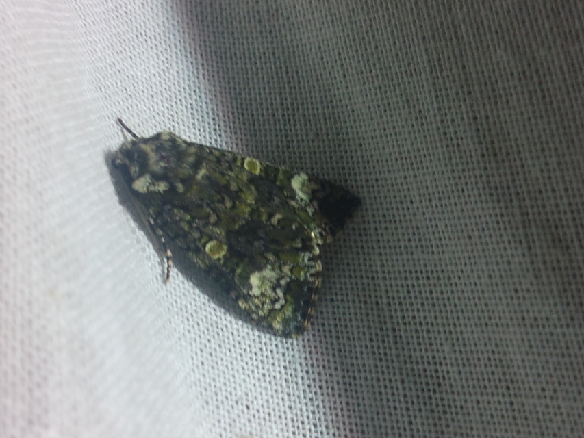Craniophora ligustri - fagyalbagoly